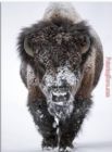 Snow Dusted American Bison by Unknown Artist